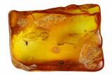 Fossil Fly (Diptera) In Baltic Amber #150748-3